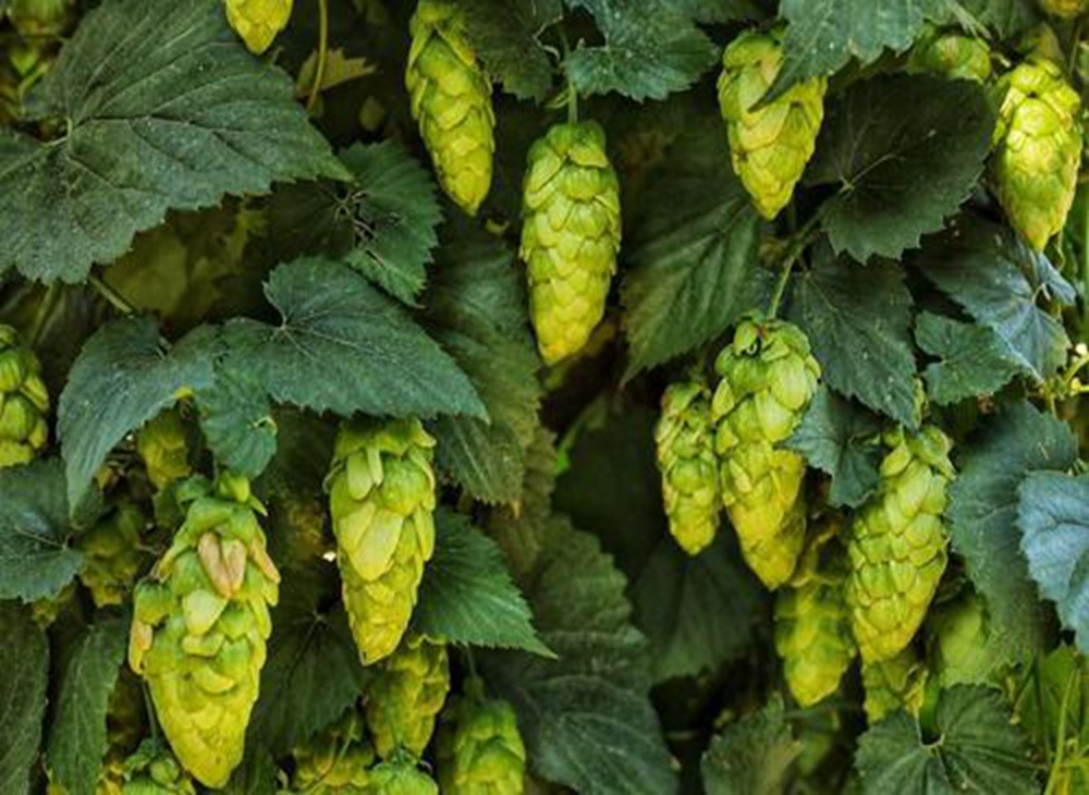 <b>What is the effect of hops when wort is boiling in brewery?</b>
